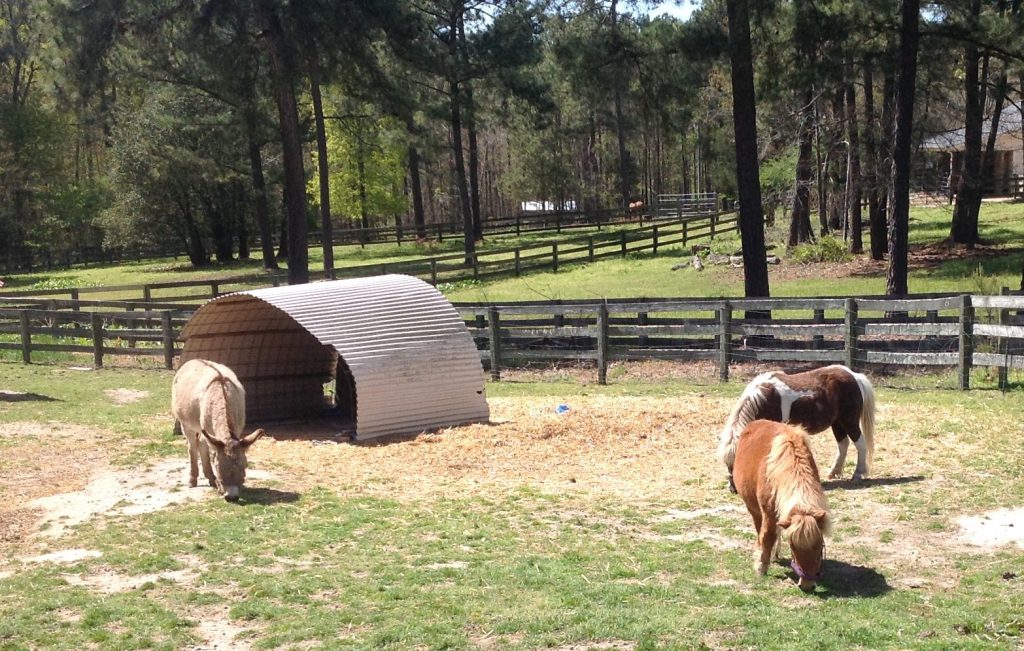Equine members of the farm reduce pest and predator threats to the resident goats.