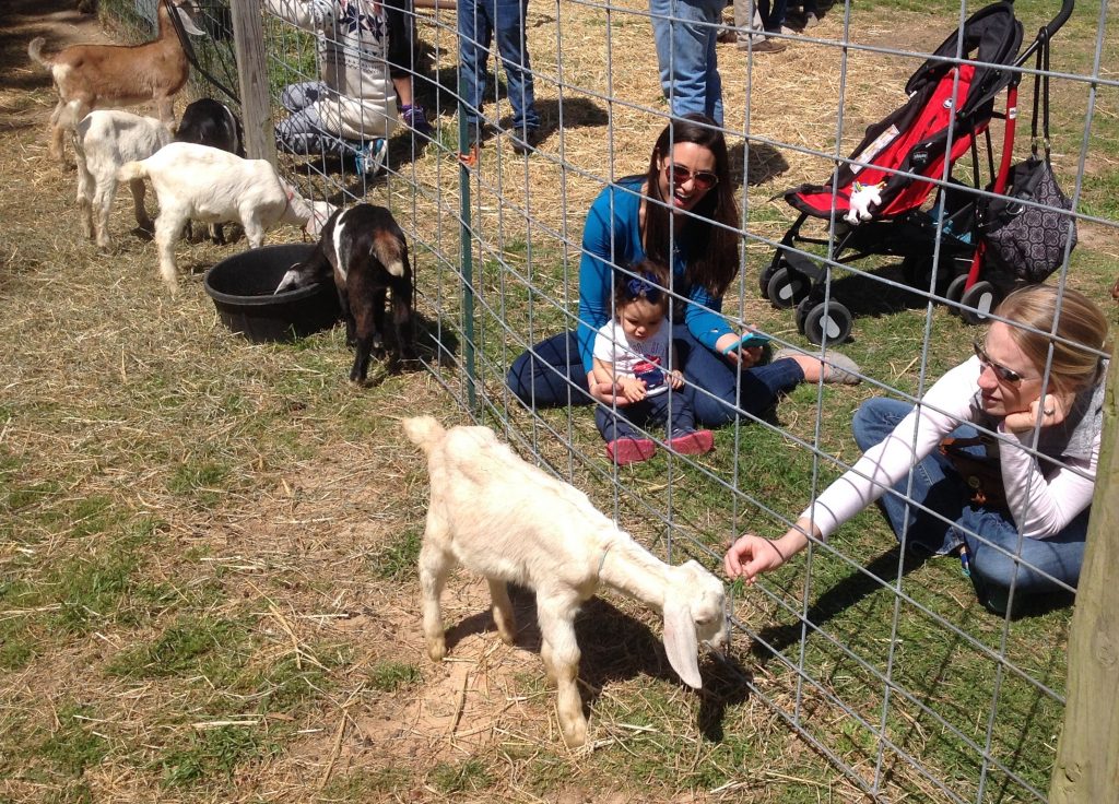 Visiting the goats was a major attraction of Spring Farm Day.