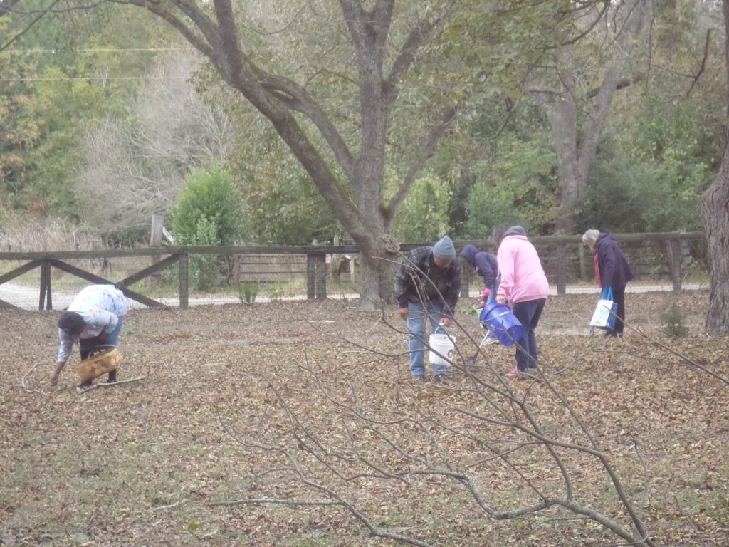 Warm temperatures in November make pecan picking an enjoyable family outing.